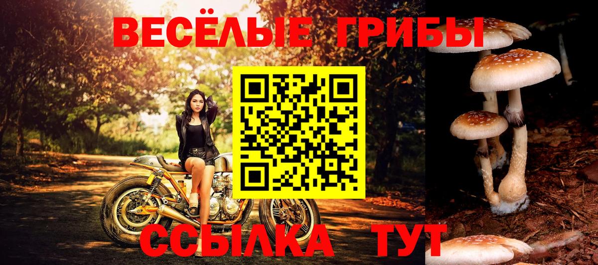 Псилоцибиновые грибы Psilocybine cubensis  Вход с VPN  Знаменск  Галлюциногенные грибы GOLDEN TEACHER 